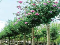 Hibiscus syriacus, Ağaç Hatmi Ağacı